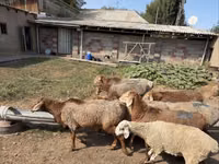 Қошқар, Hissar sheep — 5-сурет