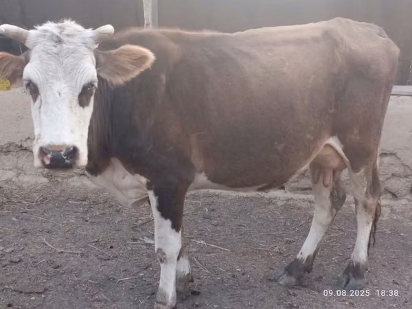 गाय, Simmental cattle — कज़ाखस्तान