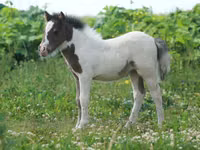 Aygʻir, American shetland pony — 4-rasm