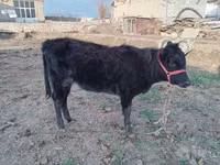 公牛, Cattle — 照片 1