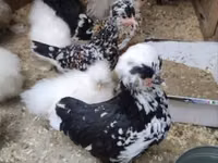 Chickens — Foto 6