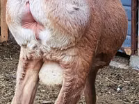Qoʻchqor, Arashan sheep — 2-rasm