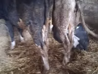 公牛, Russian Black pied cattle — 照片 3