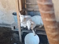 Ziege, Saanen goat — Foto 2