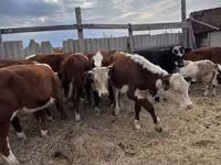 Toro, Vaca kazaja de cabeza blanca — foto 5