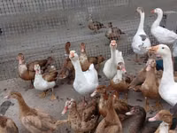 Geese — Foto 6