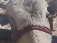 公牛, Simmental cattle — 照片 4