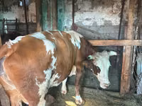 Kuh, Simmental cattle — Foto 2