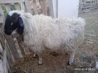 Widder, Blackheaded Persian sheep — Foto 3