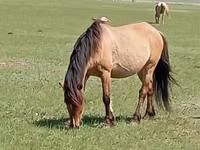 فرس, Horse breed — الصورة 1