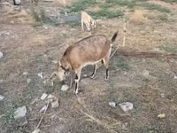 Ziege, Nubian Goat — Foto 4