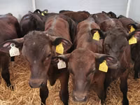 Buqa, Simmental cattle — 7-rasm