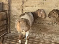 كبش, Arashan sheep — الصورة 4