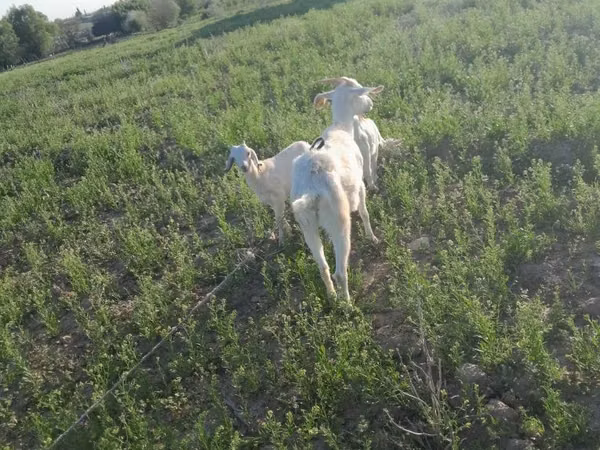 Ziege, Saanen goat — Kasachstan