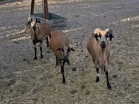 Widder, Cameroon sheep — Foto 2