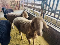 Schaf, Arashan sheep — Foto 1