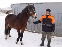 حصان, Kazakh horse — الصورة 3