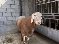 Ram, Arashan sheep — photo 3