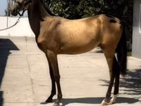 Hengst, Akhal-Teke — Foto 1
