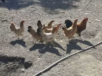 Chickens — Foto 2