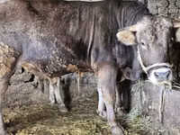 公牛, Swiss cattle — 照片 4