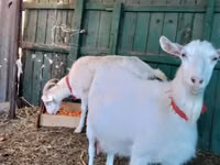 Ziege, Saanen goat — Foto 4