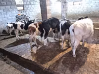 Bull, Cattle — photo 3