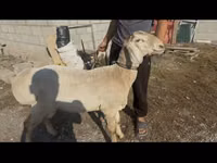 Қошқар, Arashan sheep — 2-сурет