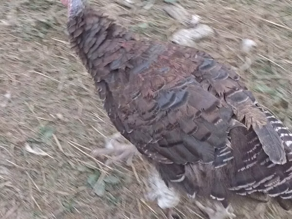 Turkeys