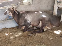 كبش, Hissar sheep — الصورة 2