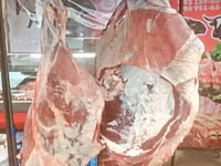 Bulle, Holstein-Rasse — Foto 5