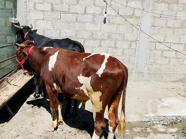 公牛, Cattle — 乌兹别克斯坦