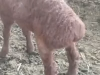 मेढ़ा, Arashan sheep — फ़ोटो 7