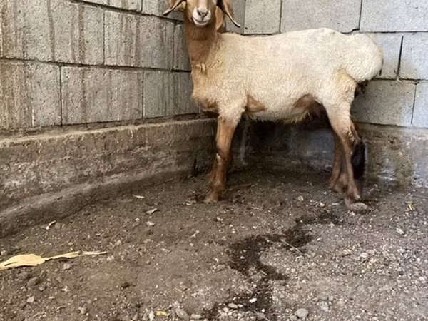 Widder, Hissar sheep — Kirgisistan