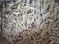 Продаю ячмень,пшеницу в мешках — photo 1