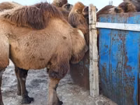 Camel Female, Kazakh Bactrian camel — photo 1