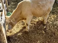 公牛, Simmental cattle — 照片 4