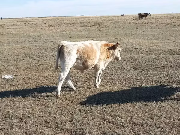 公牛, Swiss cattle — 哈萨克斯坦