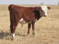 أبقار (دفعة، الجنس غير محدد), Latvian Blue cattle — الصورة 5