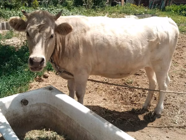 母牛, Simmental cattle — 哈萨克斯坦