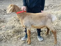 Sheep, Arashan sheep — photo 1