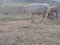 Букачар, Сиырлар — сүрөт 1