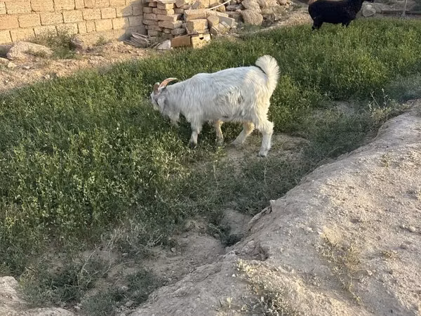 تيس, الماعز — كازاخستان