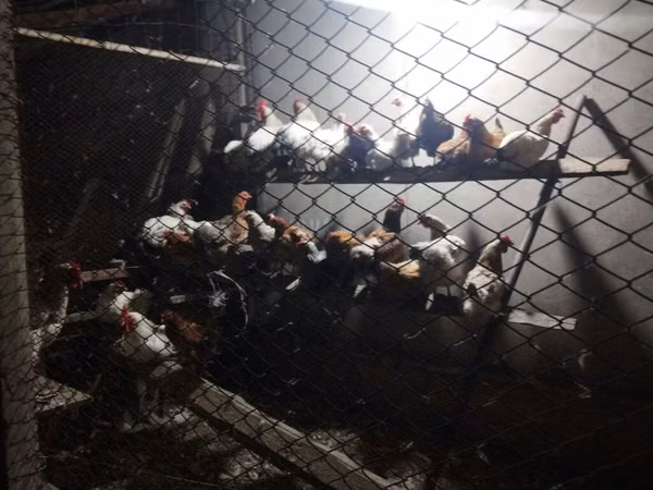 Chickens — Kirgisistan