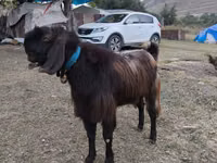 公山羊, Goats — 照片 4