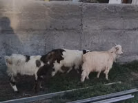 Ziegenbock, Ziegen — Foto 4