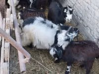 母山羊, Goats — 照片 2