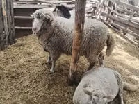 Widder, Suffolk sheep — Foto 2