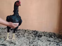 Chickens — Foto 1