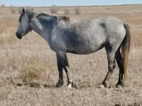 Stute, Kazakh horse — Foto 2